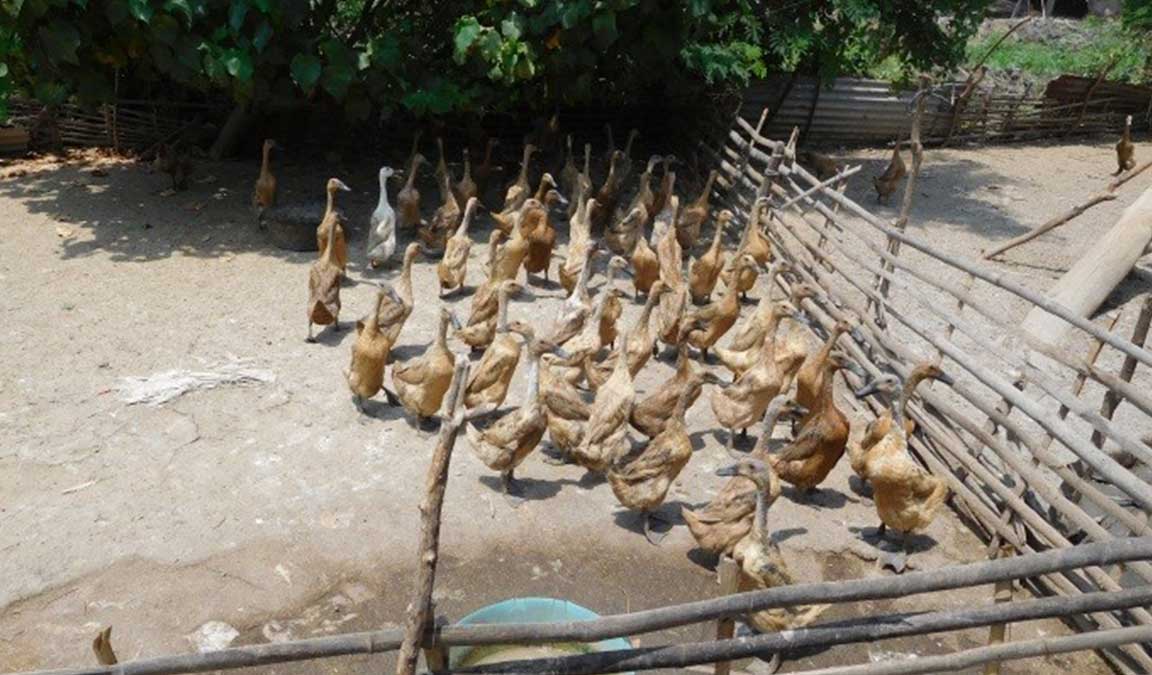 Keuntungan Beternak Bebek Petelur dan Cara Merawatnya